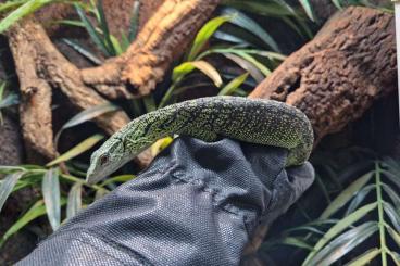 Monitor lizards kaufen und verkaufen Photo: 1.1 Varanus reisingeri       .