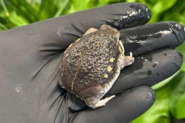 frogs kaufen und verkaufen Photo: Breviceps poweri            .