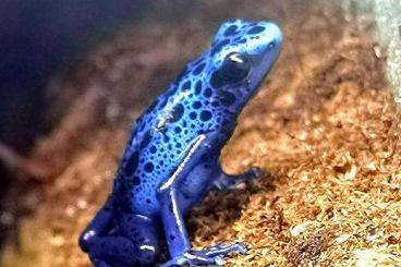Poison dart frogs kaufen und verkaufen Photo: Wir sind auf der Suche nach Zuwachs
