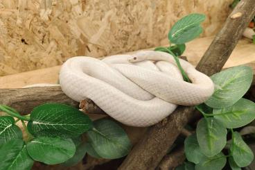 Nattern ungiftige  kaufen und verkaufen Foto: 2.1 Blizzard Pantherophis Guttatus