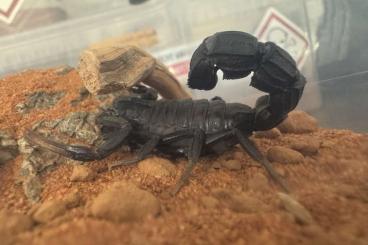 Scorpions kaufen und verkaufen Photo: Biete Androctonus australis und A.bicolor Nachzuchten