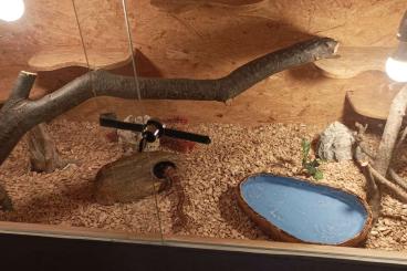 Snakes kaufen und verkaufen Photo: Kornnattern mit Terrarium 