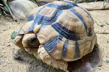 Tortoises kaufen und verkaufen Photo: 1.2 Testudo kleinmanni (2017/2018/2018)