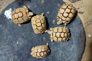 Tortoises kaufen und verkaufen Photo: 0.0.3 NZ 2023 Testudo Kleinmanni (Ägyptische Landschildkröte)