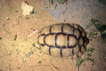 Landschildkröten kaufen und verkaufen Foto: Testudo kleinmanni 0.1 NZ 2018