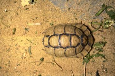 Landschildkröten kaufen und verkaufen Foto: Testudo kleinmanni 1.0 NZ 2017 