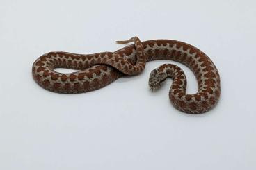 Giftschlangen kaufen und verkaufen Foto: Vipera seoanei albino T+ for Houten Snakeday Houten