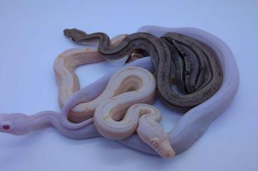 Boas kaufen und verkaufen Foto: Super Fire (Albino) and Fire (Arabesque) boa