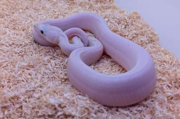 Boas kaufen und verkaufen Photo: Super Fire 66% possible het albino T-