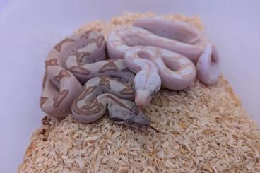 Boas kaufen und verkaufen Foto: Hypo Crystal/Super Labyrinth and Hypo Labyrinth possible Het T+ VPI 