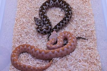 Venomous snakes kaufen und verkaufen Photo: Vipera ammodytes meridionalis albinos T+ and 100% het T+