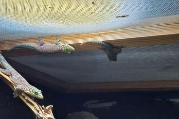 Geckos kaufen und verkaufen Foto: Nachzucht 24 Phelsuma standingi