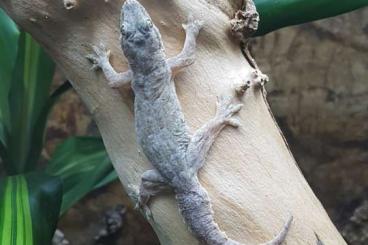 Geckos kaufen und verkaufen Photo: Hemidactylus Frenatus Gecko 