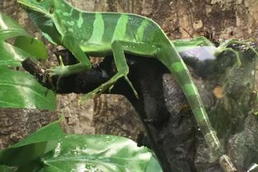 Lizards kaufen und verkaufen Photo: Pärchen Fidschi-Leguan (Brachylophus fasciatus) geb. 10/2015 an