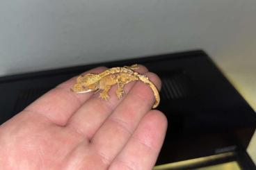 Geckos kaufen und verkaufen Foto: Kronengecko verschiedene 