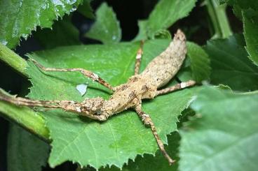 Insekten kaufen und verkaufen Foto: Eier von Sungaya inexpectata / Phillippinische Gespenstschrecke 