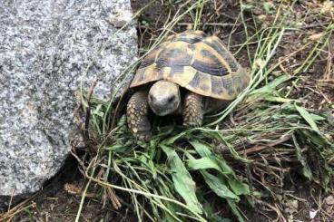 Tortoises kaufen und verkaufen Photo: 8 Jährige männliche griechische Landschildkröte abzugeben