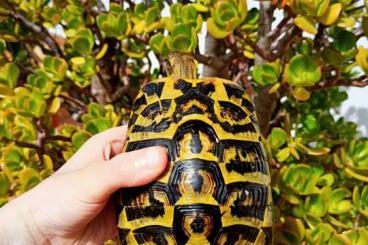 Tortoises kaufen und verkaufen Photo: Testudo hermanni hermanni 