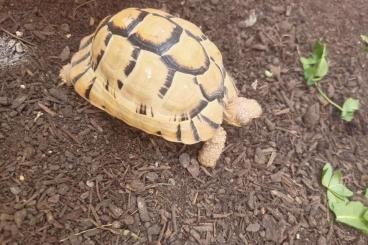 Landschildkröten kaufen und verkaufen Foto: Looking Testudo Kleinmanni