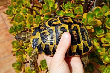 Landschildkröten kaufen und verkaufen Foto: T hermanni hermanni Sicilian