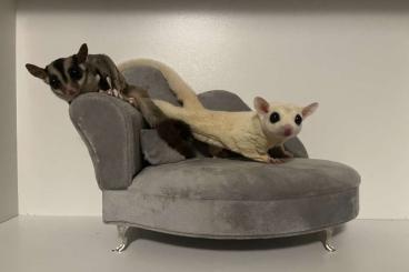 Exotic mammals kaufen und verkaufen Photo: Sugar Glider Pärchen suchen Neunen Futtersender 