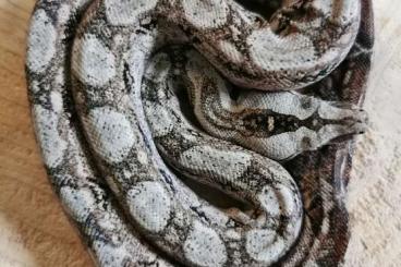 Boas kaufen und verkaufen Foto: Boa Constrictor Tarahumara (Zwergboa)