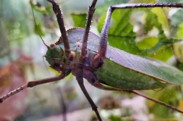 Insekten kaufen und verkaufen Foto: Siliquofera grandis Riesnblattschrecken Papua Neu Guinea