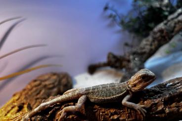 Bearded dragons kaufen und verkaufen Photo: Bartagamen suchen ein neues Zuhause!