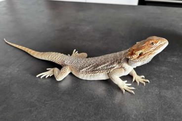 Bearded dragons kaufen und verkaufen Photo: Bartagamen 1.2 (6Monate alt)