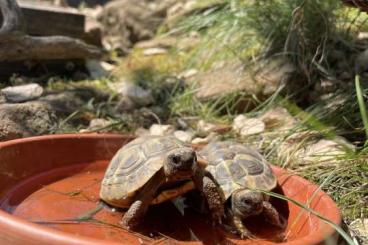 Tortoises kaufen und verkaufen Photo: Griechische Landschildkröten aus 2022