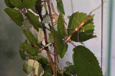 Insekten kaufen und verkaufen Foto: Biete Lamponius guerini ,Guadeloupe '