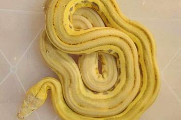 Pythons kaufen und verkaufen Photo: Netzpython ( retic dwarf ) mochino harlekin supertiger