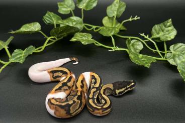 Königspythons kaufen und verkaufen Foto: 1.0 Piebald het Albino NZ 24 Königspython