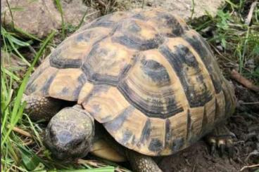 Tortoises kaufen und verkaufen Photo: Gruppe THB 6,2 ( adult) nach der Winterruhe abzugeben 