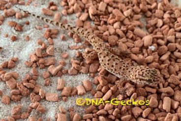 Echsen kaufen und verkaufen Foto: Heteronotia binoei parthenogenetisch „Sandstorm“ Echsen kaufen und verkaufen Foto: Heteronotia binoei parthenogenetisch „Sandstorm“