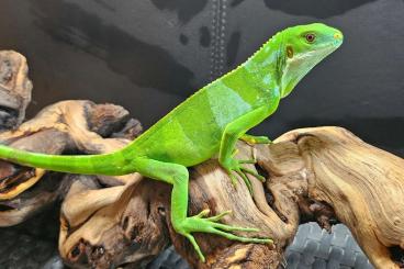 andere Echsen kaufen und verkaufen Foto: 1.1 Brachylophus fasciatus (Couple 1)