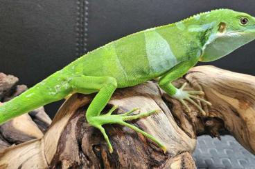 other lizards kaufen und verkaufen Photo: Brachylophus fasciatus 1.1 (Couple 4)