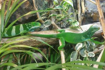 Echsen  kaufen und verkaufen Foto: Fidschi-Leguan Pärchen (Brachylophus fasciatus)