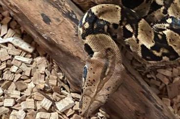 Schlangen kaufen und verkaufen Foto: Boa Constrictor Imperator ( Reine Tiere )