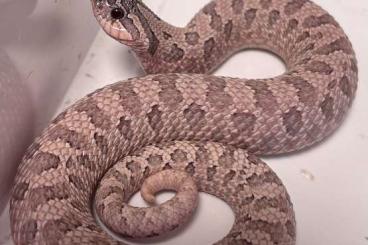 Nattern ungiftige  kaufen und verkaufen Foto: 1.0 Heterodon nasicus Hakennasennatter Moondust Arctic Lavender