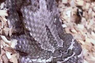 Colubrids kaufen und verkaufen Photo: 0.1 Lavender Conda 66% Frosted Adult Breeder Hakennasennatter Colubrids kaufen und verkaufen Photo: 0.1 Lavender Conda 66% Frosted Adult Breeder Hakennasennatter