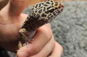 Geckos kaufen und verkaufen Foto: Leopardgecko Trio 1.2 tangerine Bell und aptor und das Mänchen Natur  