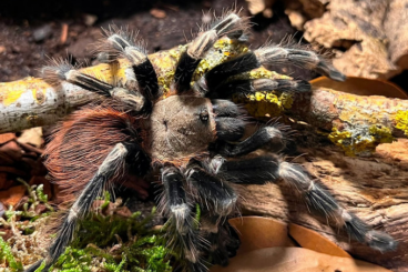 - bird spiders kaufen und verkaufen Photo: 10 Vitalius Chromatus ex. Nhandu chromatus Vogelspinnen  (Slings)