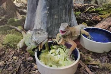 Schlangen kaufen und verkaufen Foto: Ich biete animal sitting an