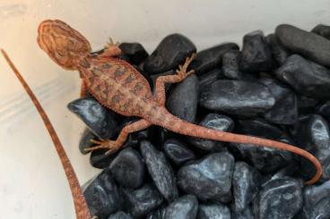 Bearded dragons kaufen und verkaufen Photo: Bartagamen Schlupf von Anfang September