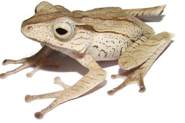 frogs kaufen und verkaufen Photo: Verschiedene Frösche und Kröten abzugeben