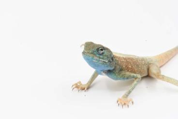 Echsen  kaufen und verkaufen Foto: Agamen, Leguane und Geckos abzugeben
