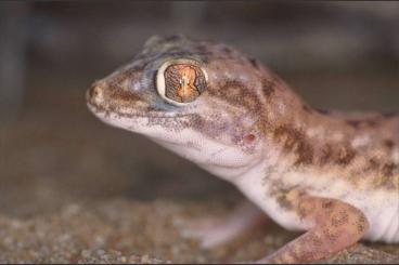 Echsen  kaufen und verkaufen Foto: Agamen, Leguane und Geckos abzugeben