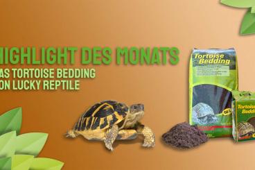 Schildkröten  kaufen und verkaufen Foto: !!! Lucky Reptile Tortoise Bedding Aktion mit 35 % Preisvorteil !!!