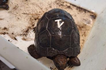 Turtles and Tortoises kaufen und verkaufen Photo:  Cedo Aldabrachelys gigantea 